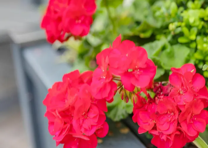 Appartement Charmantes Feriendomizil In *